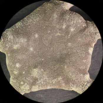 Media type: image; Invertebrate Zoology OPH-6152